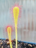 Drosera nidiformis, Sundew, live carnivorous plant, potted