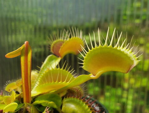 Multiple Growth Venus Flytrap 'G-16 Slack's Giant', live carnivorous plant, potted, WYSIWYG
