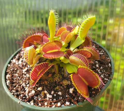 Multiple Growth Venus Flytrap 'B52', live carnivorous plant, potted, WYSIWYG