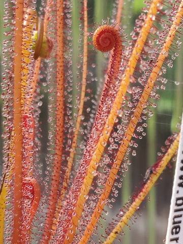 Multiple Drosera filiformis 'Florida Red', Threadleaf Sundew, live carnivorous plant, potted, WYSIWYG