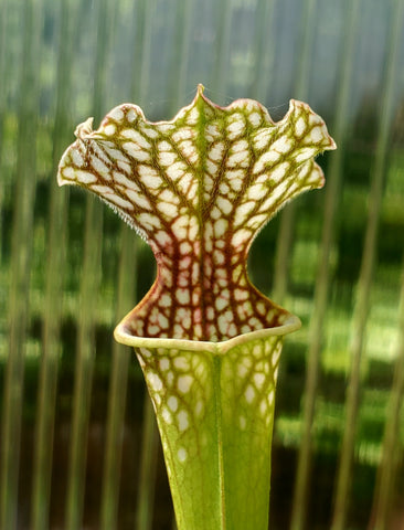 Seed Grown Sarracenia leucophylla, Open Pollinated, American pitcher, live carnivorous plant, potted
