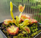 Drosera burmanii and Venus Flytrap 'King Henry' Combo Pot, live carnivorous plants, potted, WYSIWYG