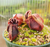 Mature Cephalotus follicularis, Australian Pitcher Plant, live carnivorous plant, potted, WYSIWYG