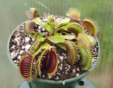 Venus Flytrap 'Mammoth', live carnivorous plant, potted