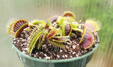 Venus Flytrap 'Mammoth', live carnivorous plant, potted