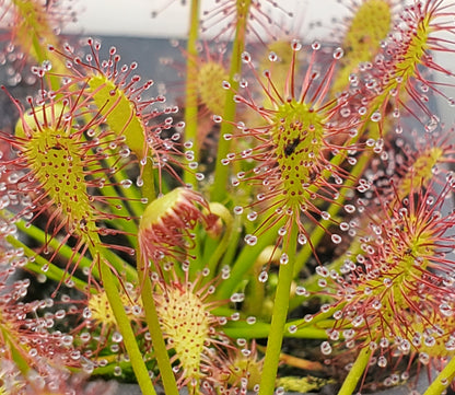 Drosera intermedia, Oblong-leaved Sundew, live carnivorous plant, potted
