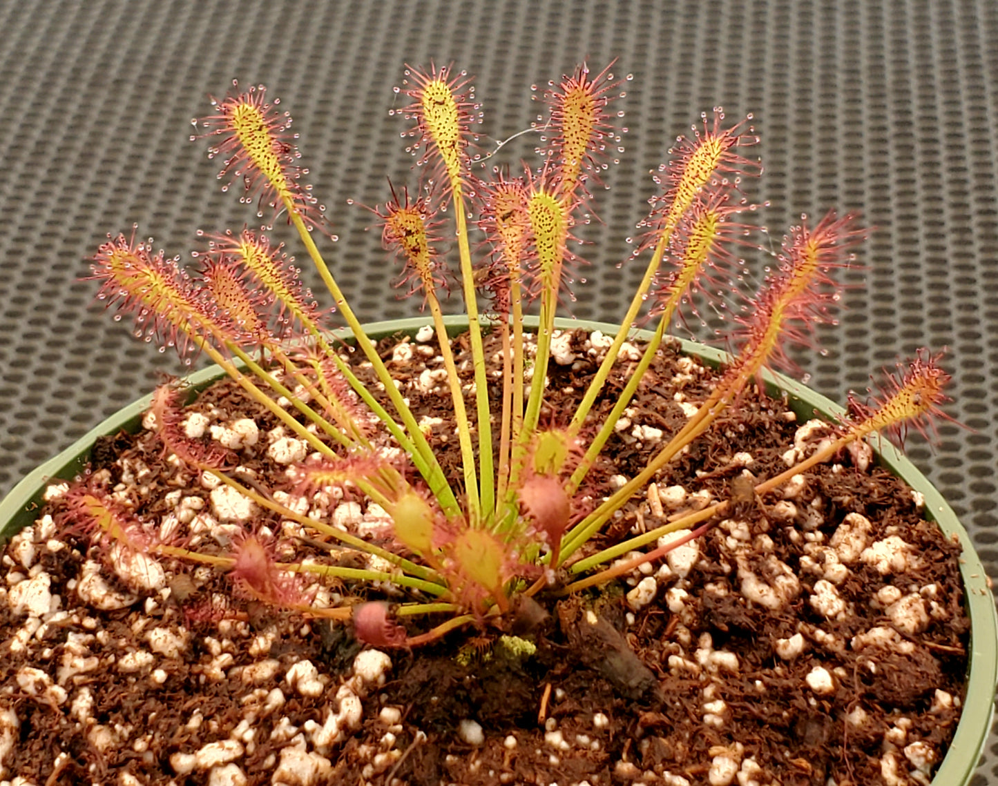 Drosera intermedia, Oblong-leaved Sundew, live carnivorous plant, potted
