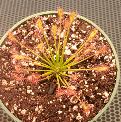 Drosera intermedia, Oblong-leaved Sundew, live carnivorous plant, potted