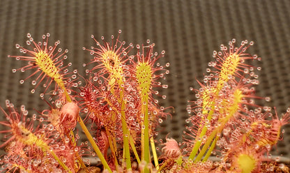 Drosera intermedia, Oblong-leaved Sundew, live carnivorous plant, potted