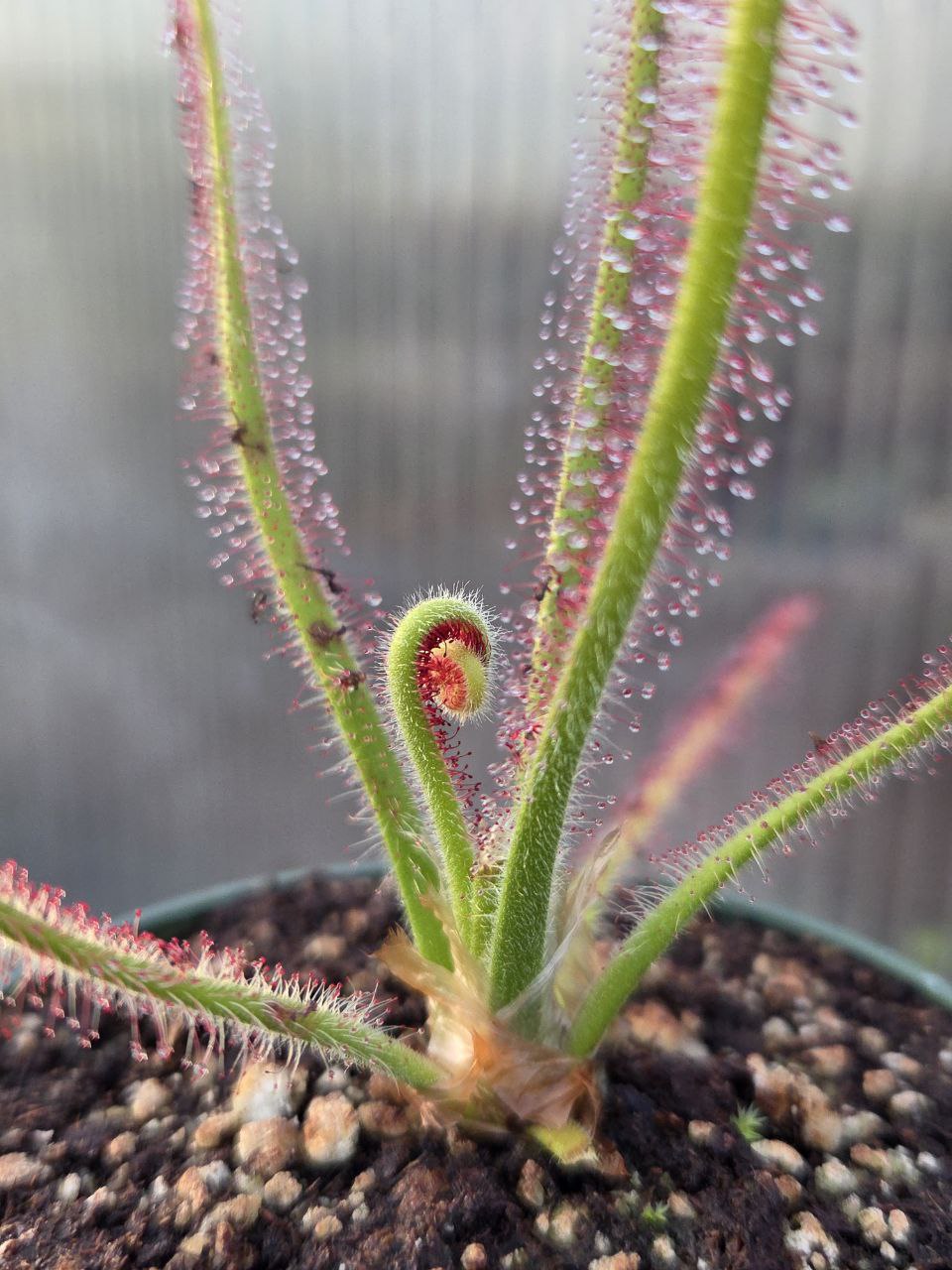 Drosera spiralis, live carnivorous plant, potted