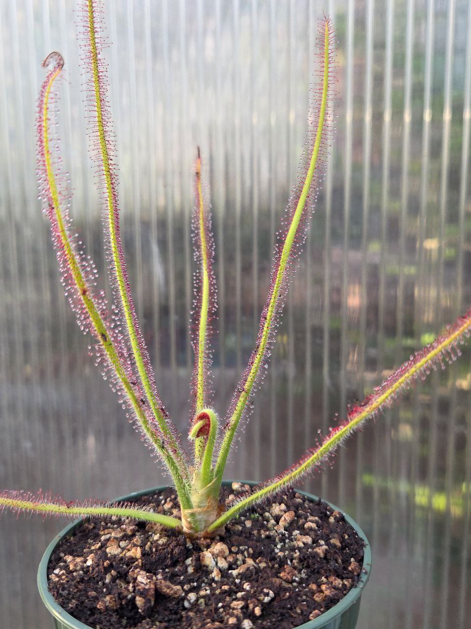 Drosera spiralis, live carnivorous plant, potted