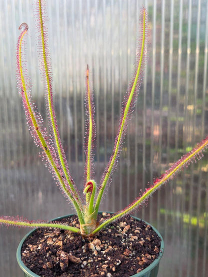 Drosera spiralis, live carnivorous plant, potted