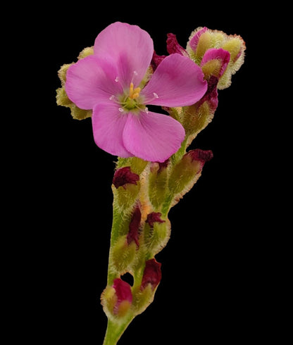 Drosera spiralis, live carnivorous plant, potted