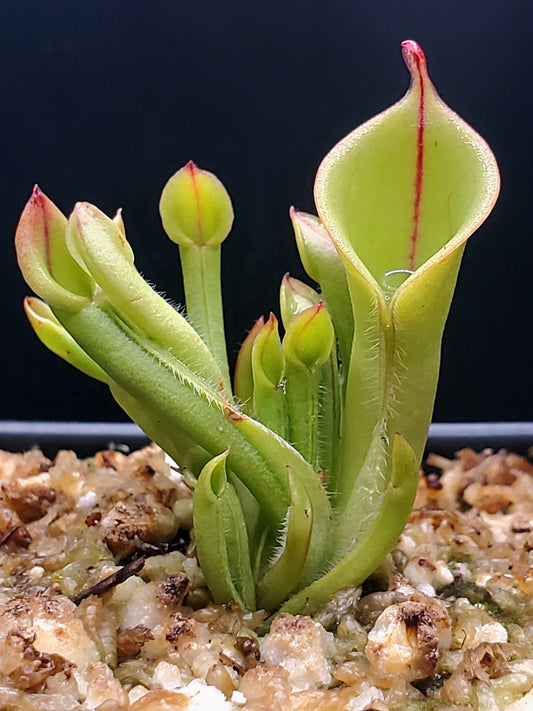 Heliamphora minor, Sun Pitcher, Live carnivorous plant