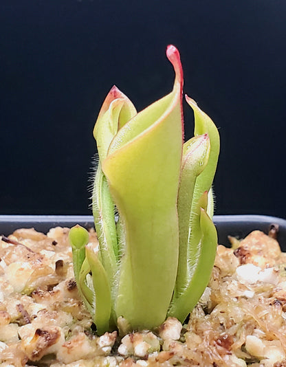 Heliamphora minor, Sun Pitcher, Live carnivorous plant