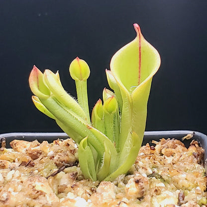 Heliamphora minor, Sun Pitcher, Live carnivorous plant