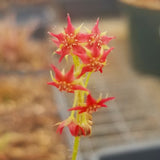 Drosera adelae 'Giant', Lance Leaf Sundew, live carnivorous plant, potted