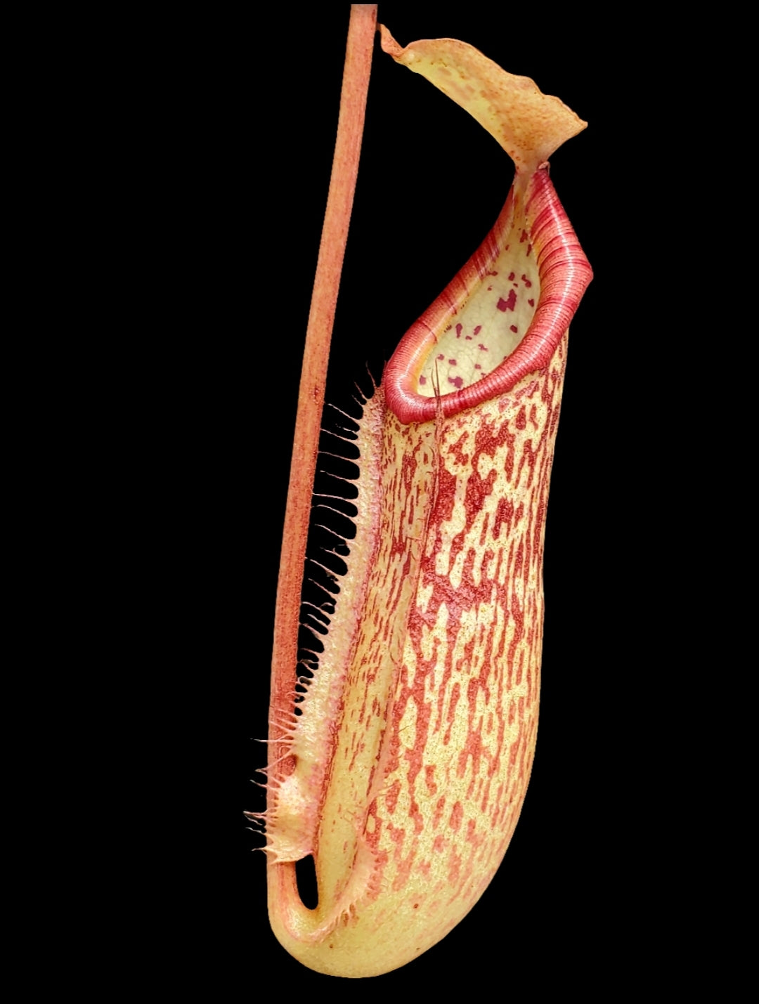 Nepenthes x 'Miranda', tropical pitcher plant, live carnivorous plant ...