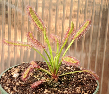 Cape Sundew