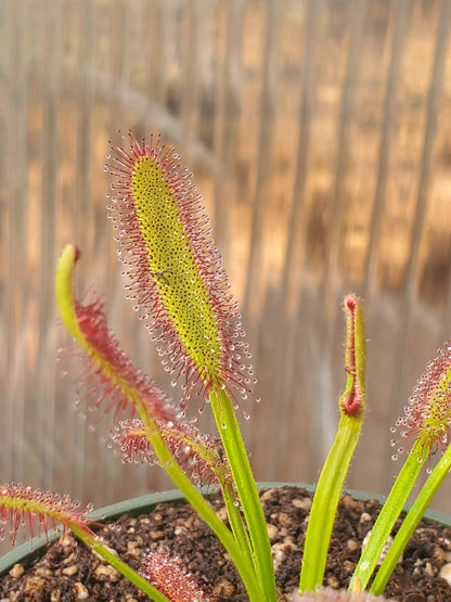 Cape Sundew