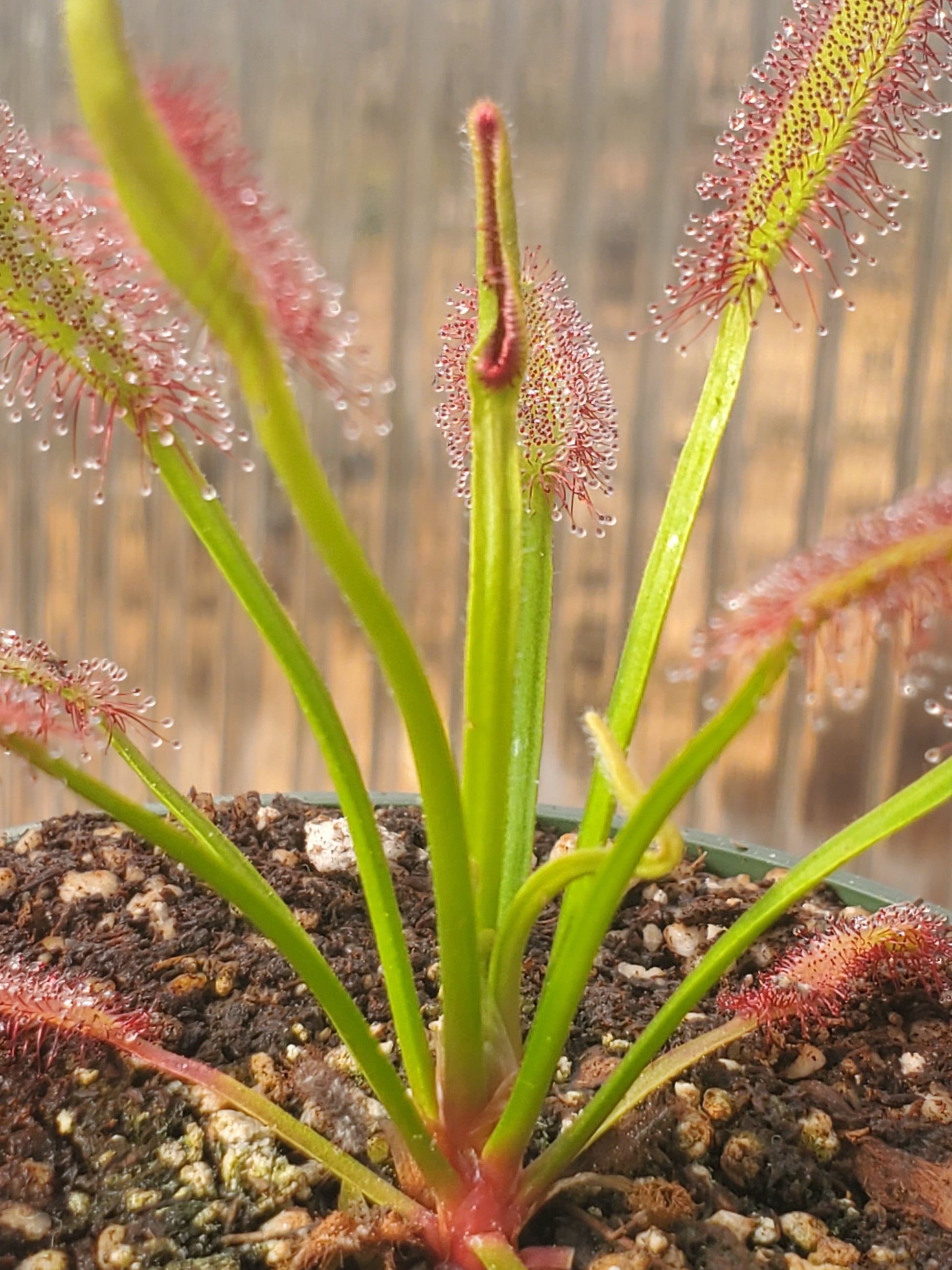 Cape Sundew