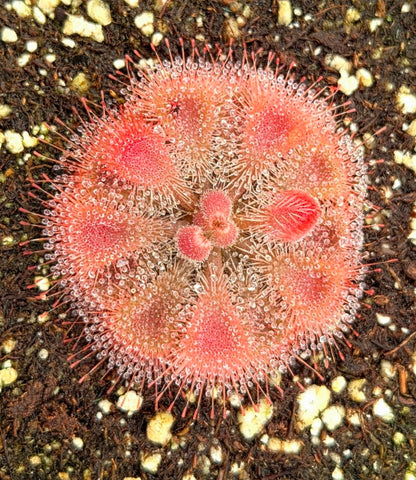 Drosera burmannii 'Humpty Doo', Burmese Sundew, live carnivorous plant, potted