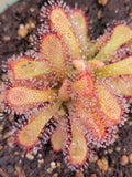 Drosera coccicaulis, Sundew, live carnivorous plant, potted