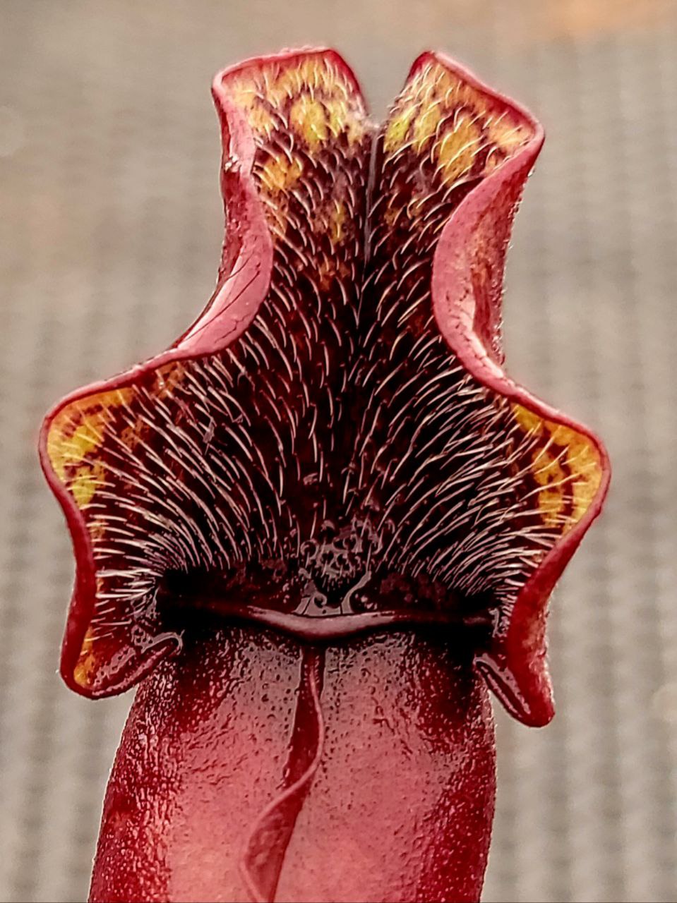 Sarracenia purpurea Venosa,  live carnivorous pitcher plant, potted