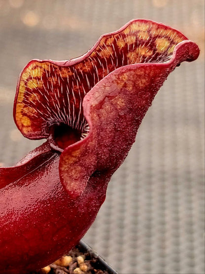 Sarracenia purpurea Venosa,  live carnivorous pitcher plant, potted