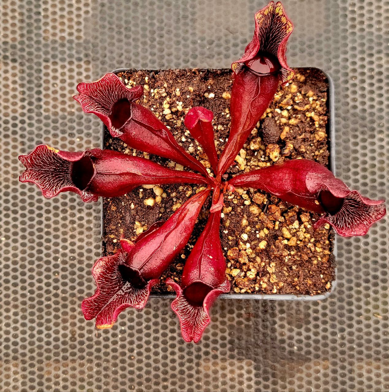Sarracenia purpurea Venosa,  live carnivorous pitcher plant, potted