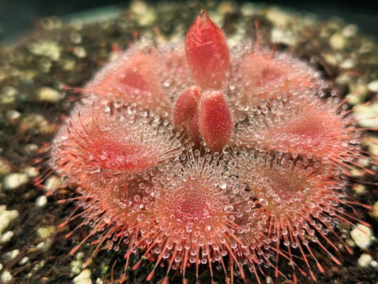 Drosera burmannii 'Humpty Doo', Burmese Sundew, live carnivorous plant, potted