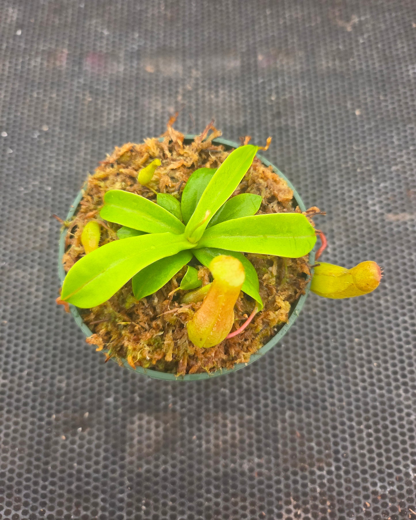 Nepenthes ventricosa 'Red', tropical pitcher plant, live carnivorous plant, potted