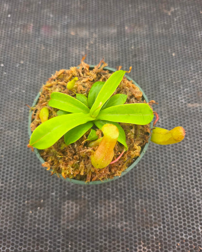 Nepenthes ventricosa 'Red', tropical pitcher plant, live carnivorous plant, potted