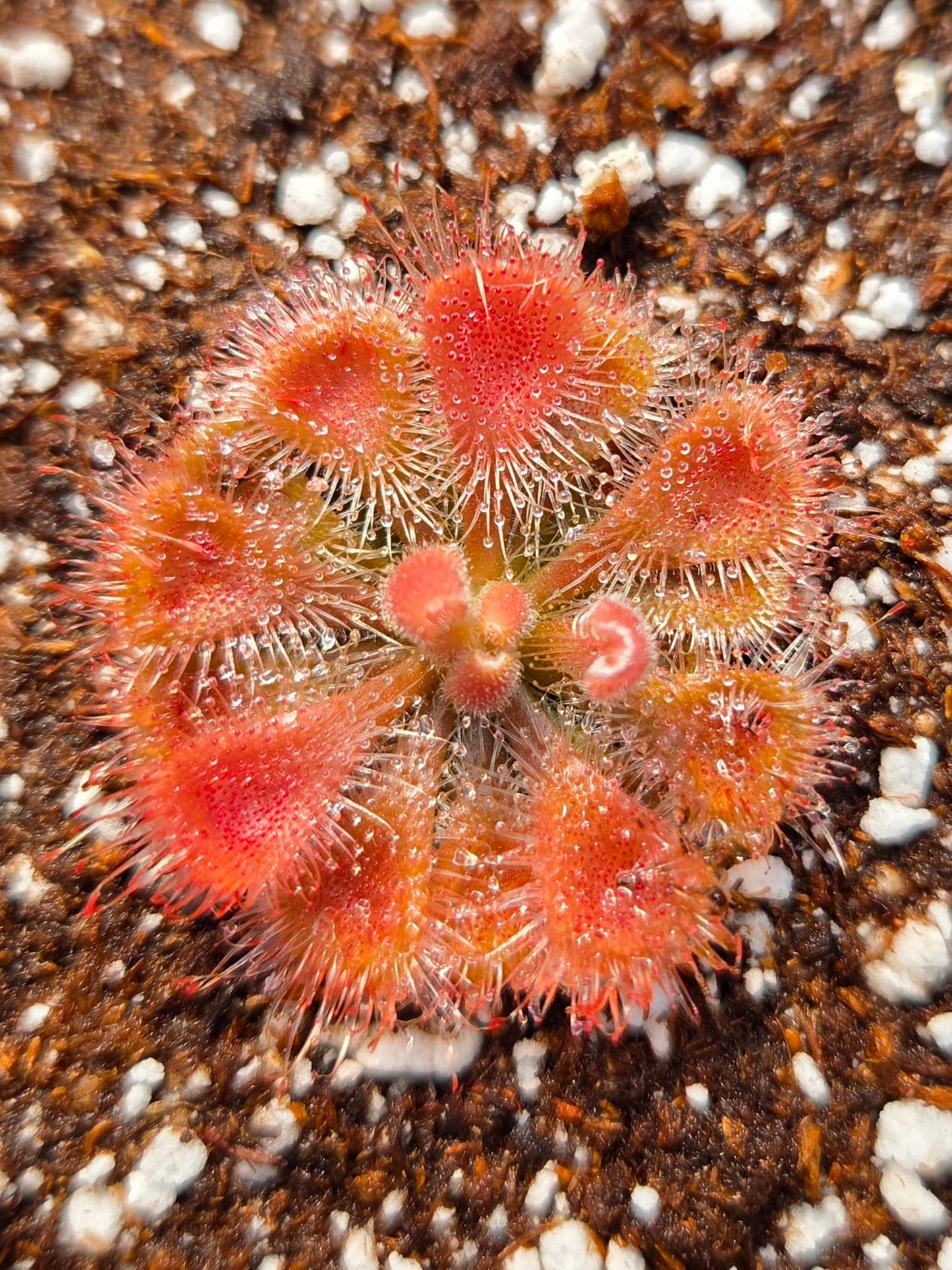 Drosera burmannii 'Humpty Doo', Burmese Sundew, live carnivorous plant, potted