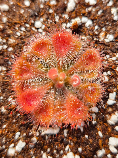 Drosera burmannii 'Humpty Doo', Burmese Sundew, live carnivorous plant, potted