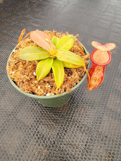Nepenthes 'Gaya', tropical pitcher plant, live carnivorous plant, potted
