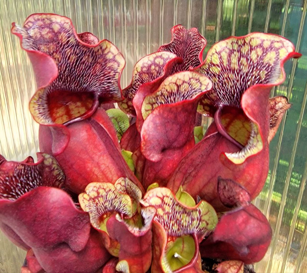 Sarracenia purpurea Venosa,  live carnivorous pitcher plant, potted
