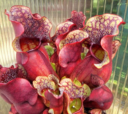 Sarracenia purpurea Venosa,  live carnivorous pitcher plant, potted