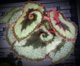 Begonia 'Escargot', live houseplant, potted
