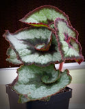Begonia 'Escargot', live houseplant, potted