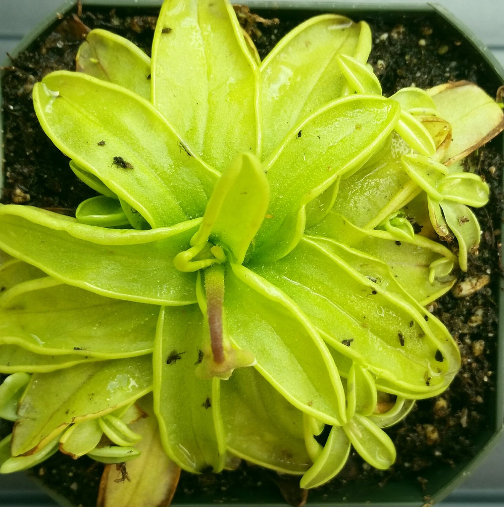 Pinguicula primuliflora, live carnivorous butterwort, bareroot Blue