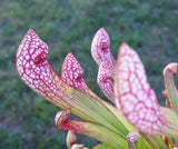 Sarracenia 'Scarlet Belle', live carnivorous plant, potted