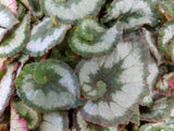 Begonia 'Escargot', live houseplant, potted