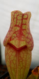 Sarracenia purpurea var. 'Venosa Red', live carnivorous pitcher plant, potted