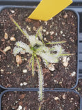 Drosera filiformis var Tracyi, Thread leaf sundew, live carnivorous plant, potted