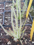 Drosera filiformis var Tracyi, Thread leaf sundew, live carnivorous plant, potted