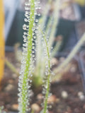 Drosera filiformis var Tracyi, Thread leaf sundew, live carnivorous plant, potted