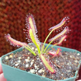 Drosera capensis, Cape Sundew, live carnivorous plant, potted