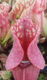 Sarracenia purpurea var. 'Venosa Red', live carnivorous pitcher plant, potted