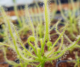 Drosera serpens, Indica complex, Sundew, live carnivorous plant, potted